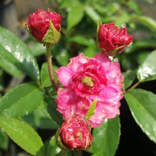 Rosen Online Kaufen - Rosa Bajor Gizi - rosa - zwergrosen - mittel-stark duftend - Márk Gergely - Ihre Blüte ist mittelkräftig, vom 4 cm Durchmesser, rosa mit lilanem Stich und straußähnlich.Die Blütezeit beginnt in der ersten Junihälfte und dauert bis zu